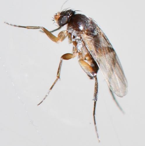 Megaselia sp.
